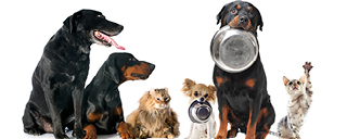 Full Bowls Pet Food Drive