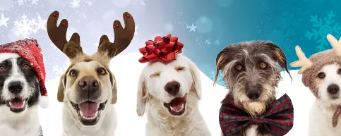 Presents for Paws