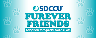Furever Friends Pet Adoption